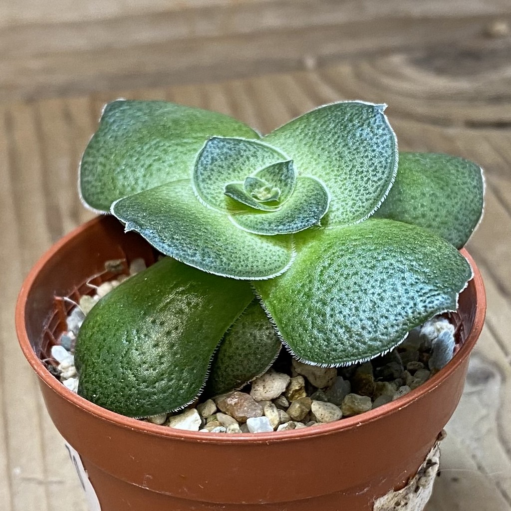 SH26570 Crassula hemisphaerica - Image 2