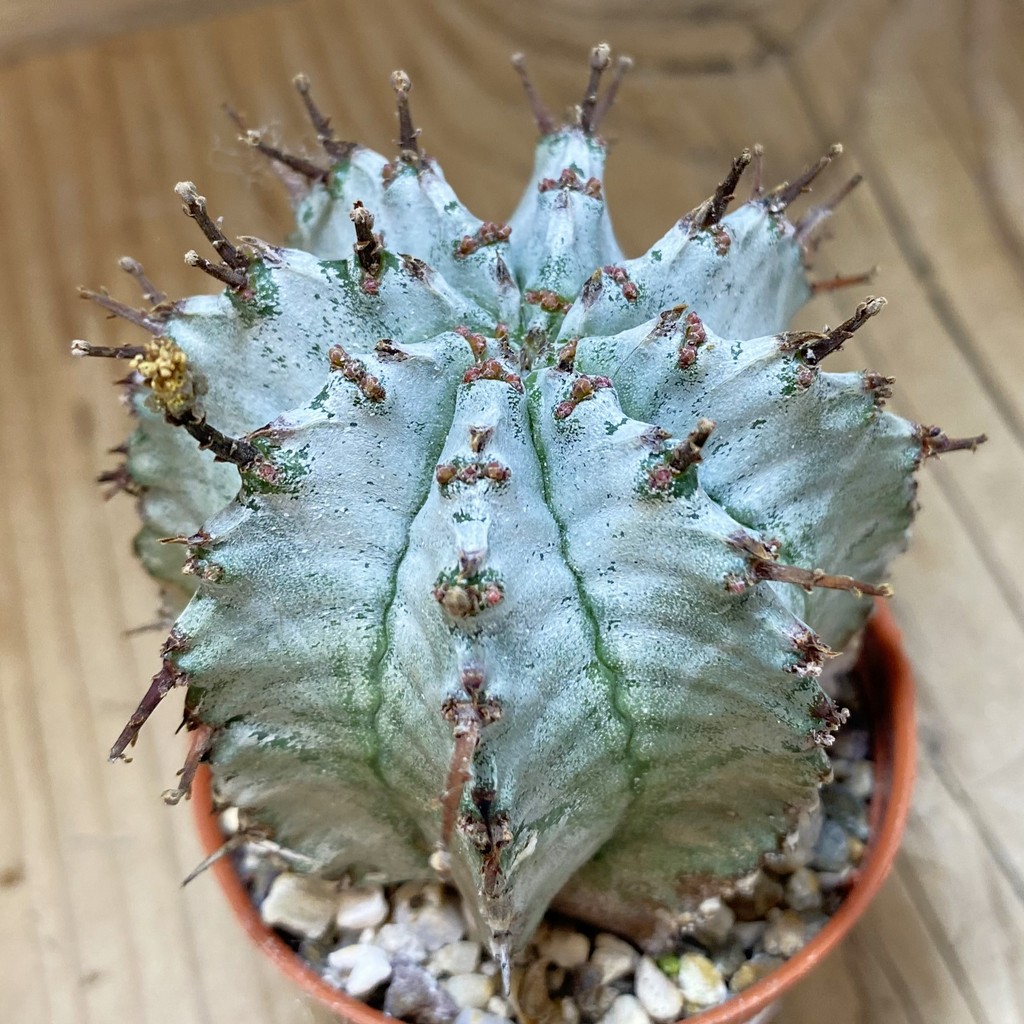 SH26575 Euphorbia horrida ‘Alba’