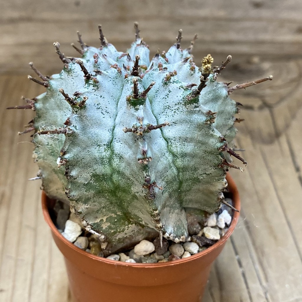 SH26575 Euphorbia horrida ‘Alba’ - Image 2