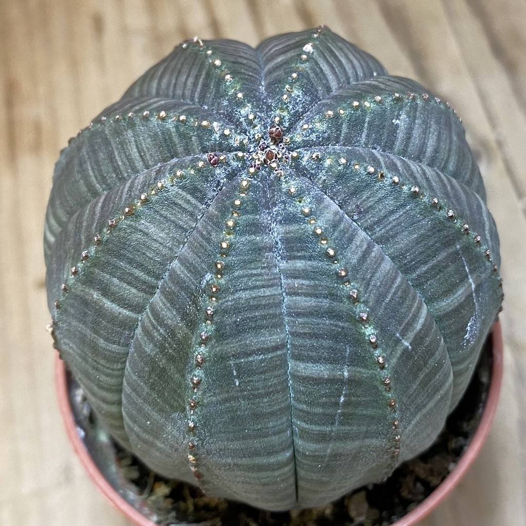 SH26578 Euphorbia obesa