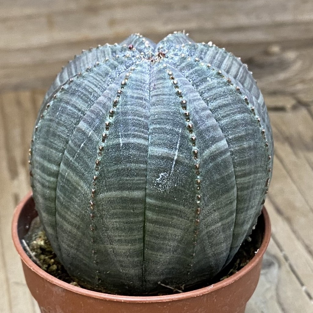 SH26578 Euphorbia obesa - Image 2