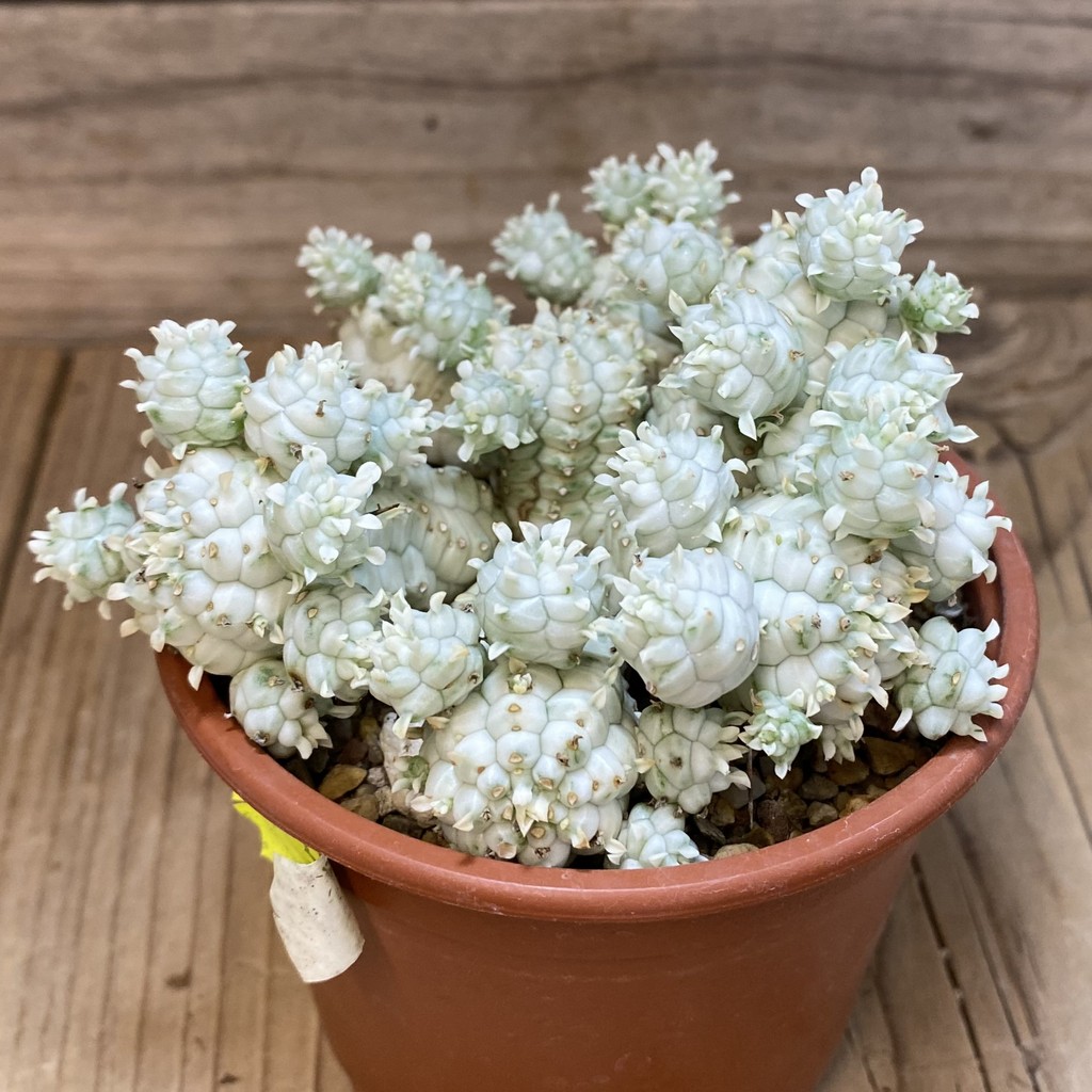 SH26580 Euphorbia mammillaris f. variegata - Image 2