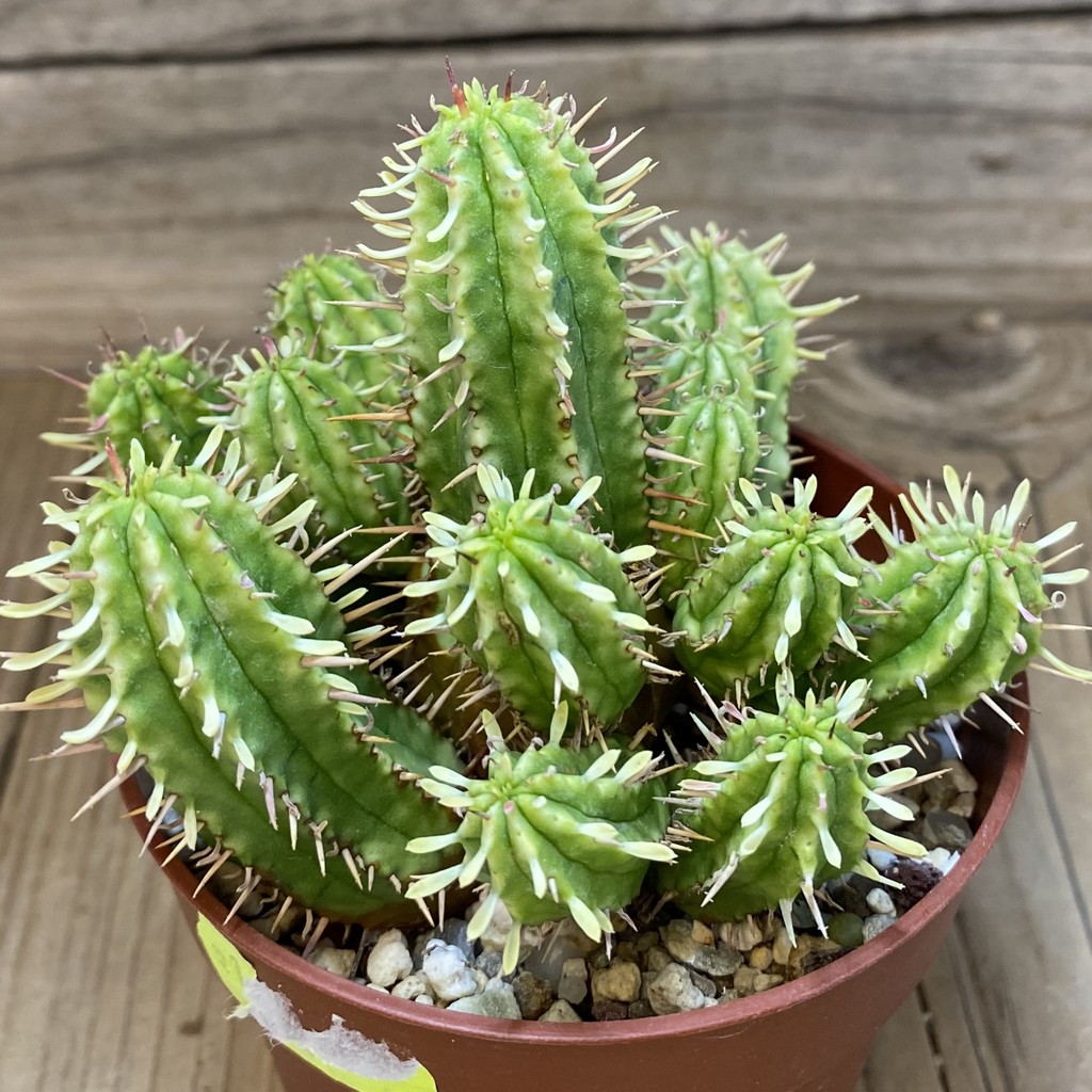 SH26581 Euphorbia aggregata f. variegata - Image 2