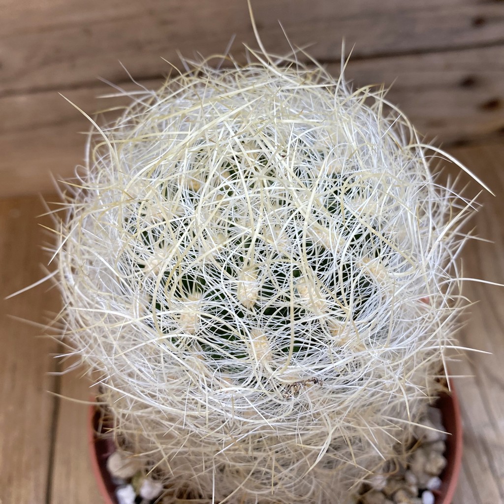 SH26584 Neoporteria gerocephala