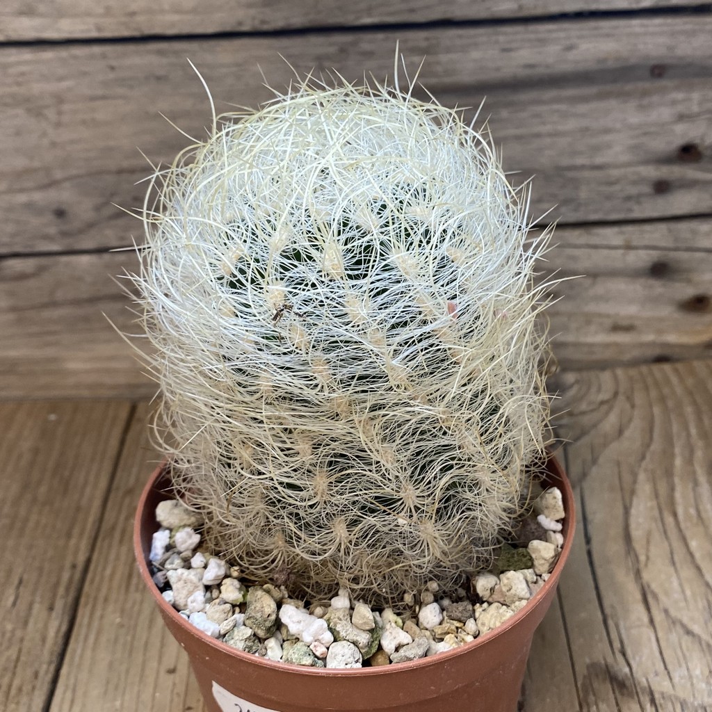 SH26584 Neoporteria gerocephala - Image 2