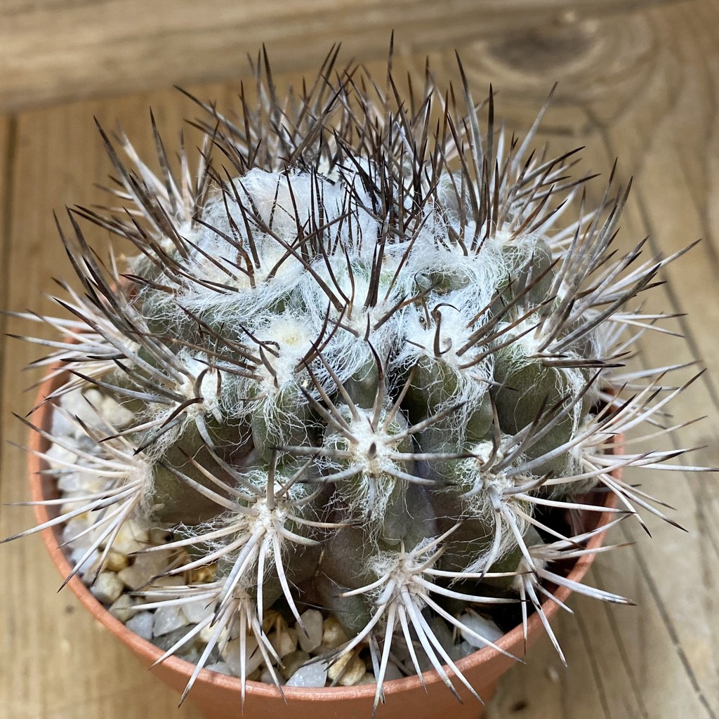 SH26585 Pyrrhocactus floccosus
