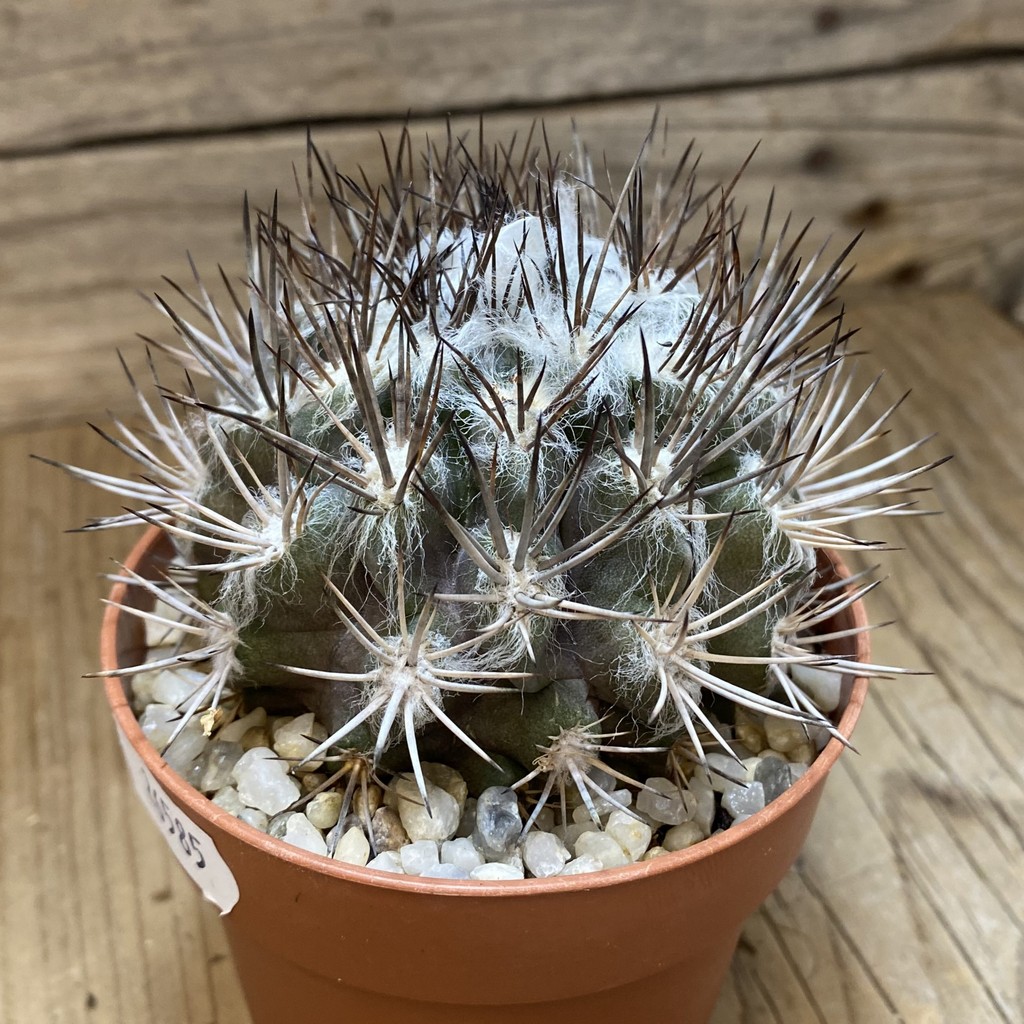 SH26585 Pyrrhocactus floccosus - Image 2
