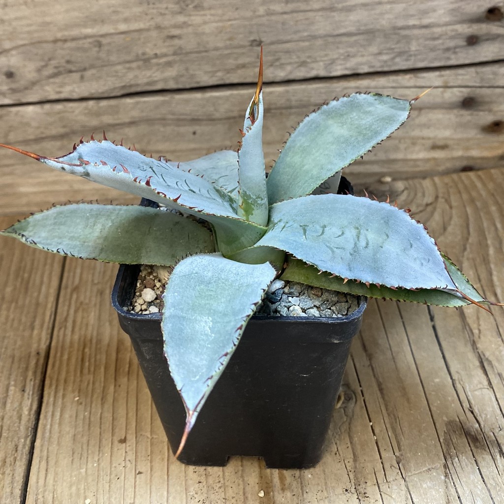 SH26588 Agave guadalajarana 'Leon Paff' - Image 2
