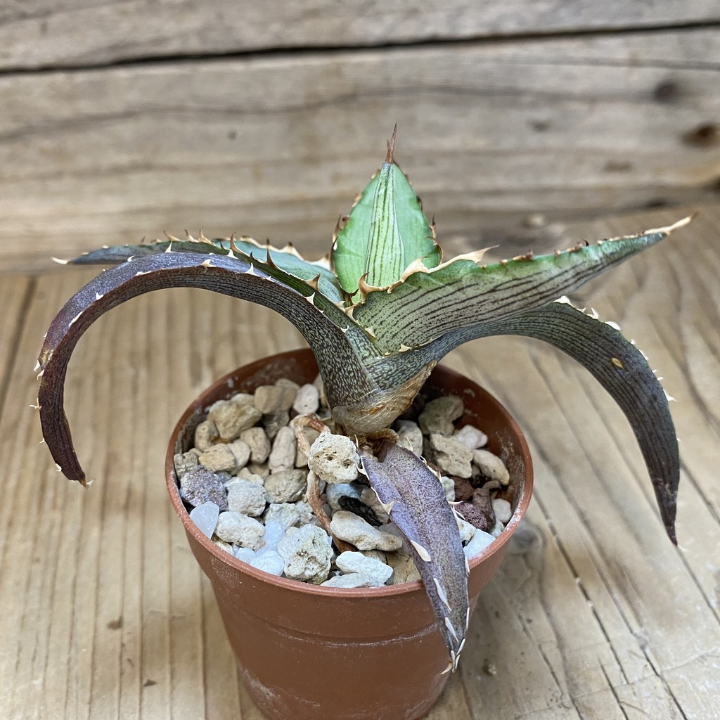 SH26589 Agave lophantha 'Splendida' - Image 2