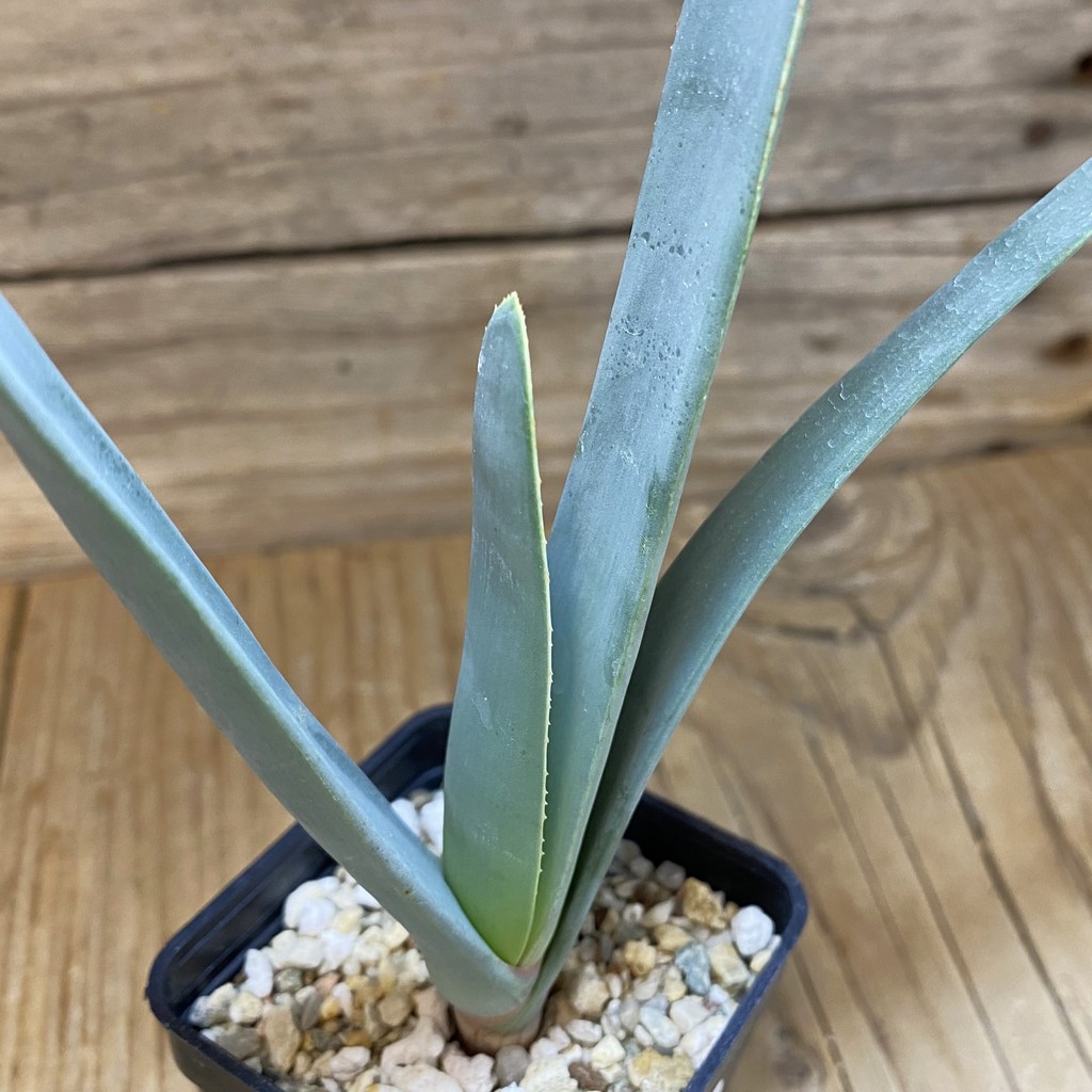 SH26594 Aloe plicatilis