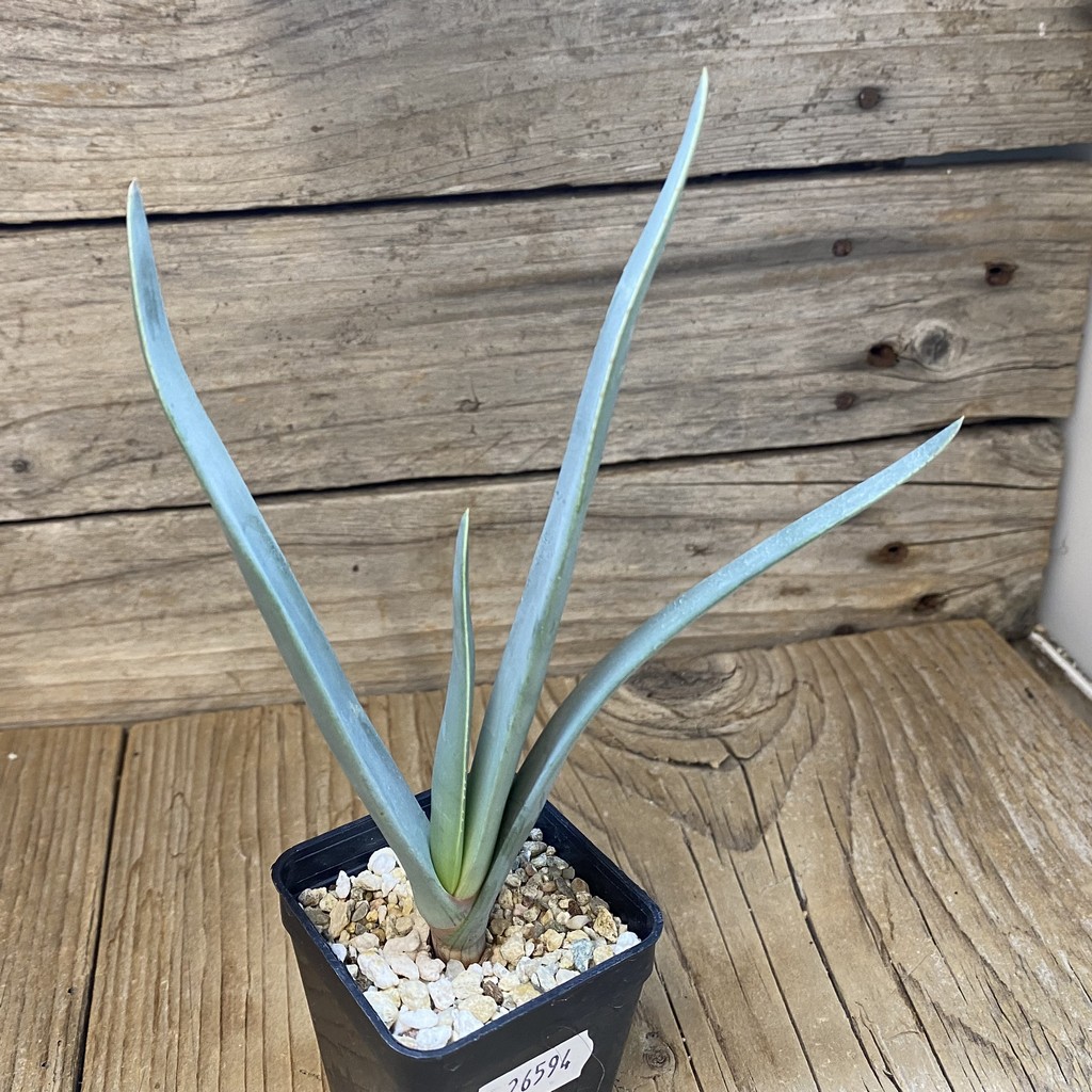 SH26594 Aloe plicatilis - Image 2
