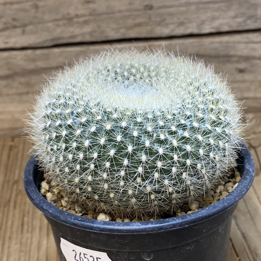 SH26535 Brasilicactus haselbergii - Image 2
