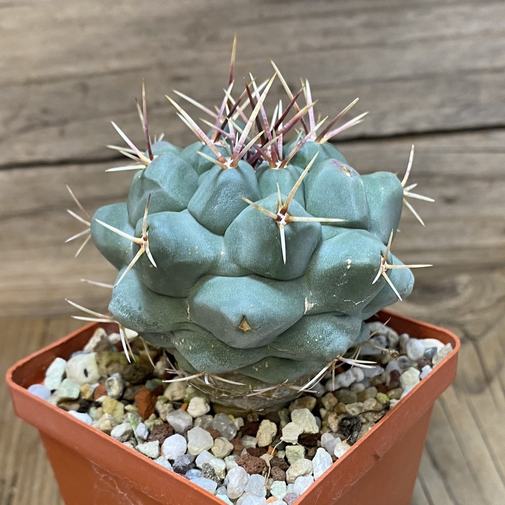 SH26536 Thelocactus hexaedrophorus MK 17.37 - Image 2