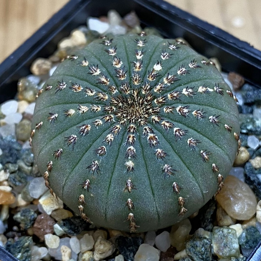 SH26550 Frailea asterioides