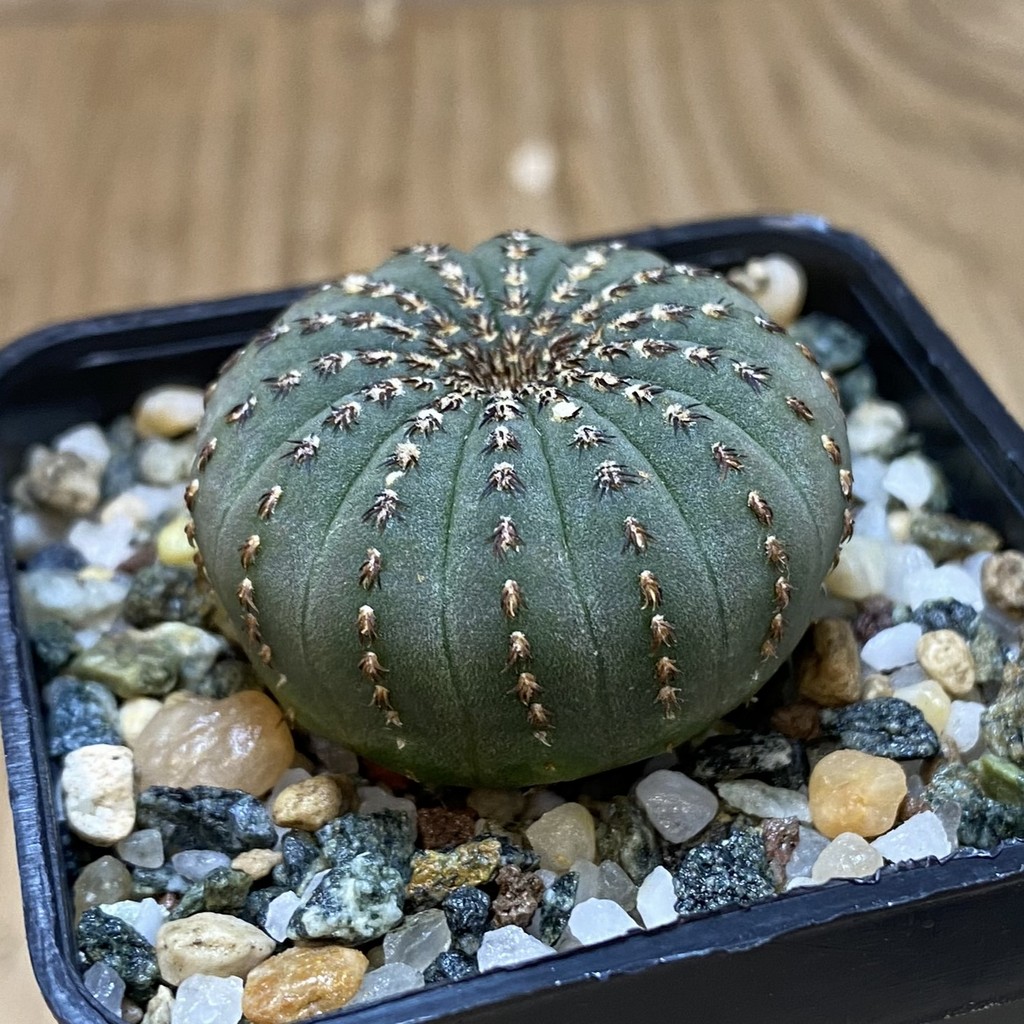 SH26550 Frailea asterioides - Image 2