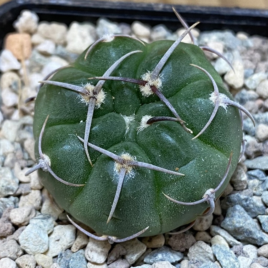 SH26554 Gymnocalycium mostii VG 1159