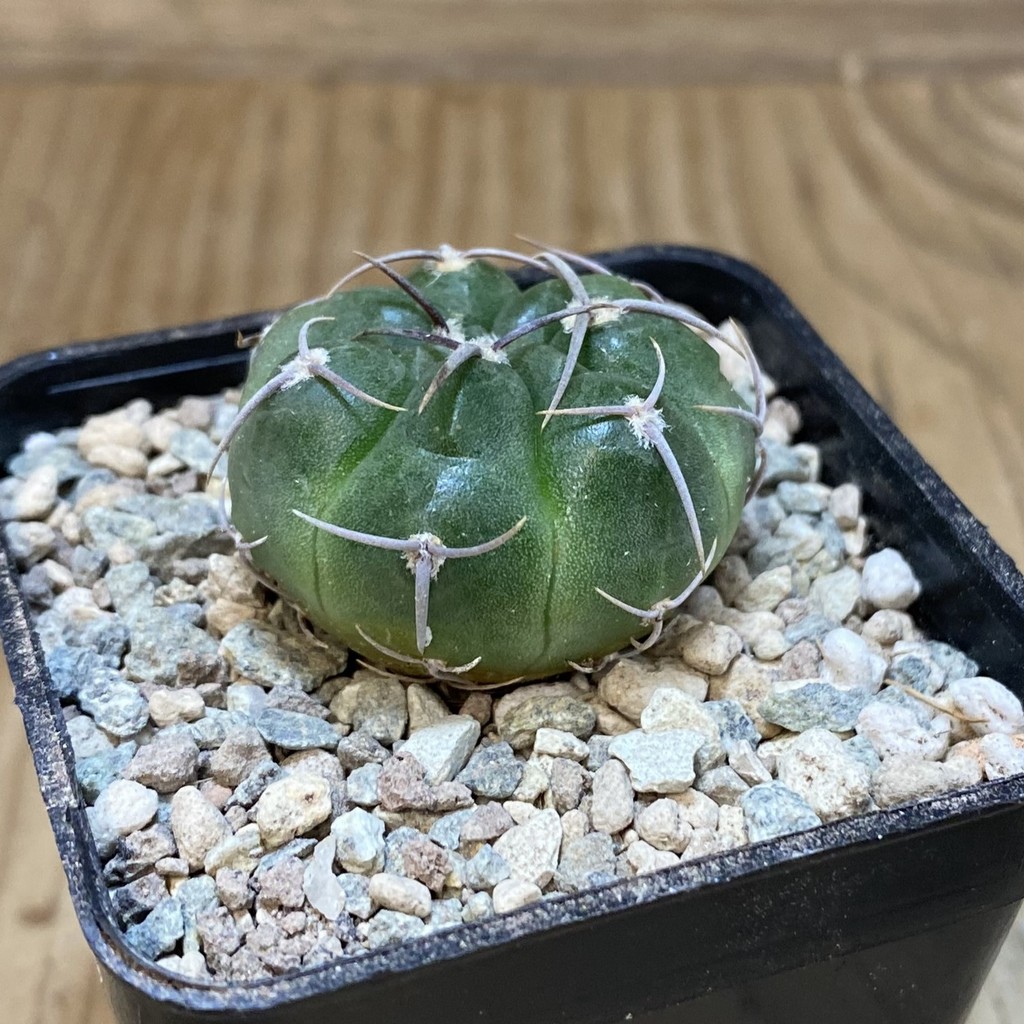 SH26554 Gymnocalycium mostii VG 1159 - Image 2