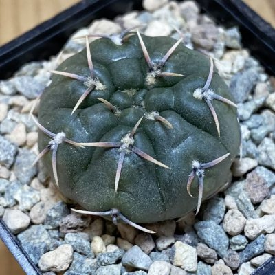 SH26557 Gymnocalycium kieslingii v. castaneum VG 201