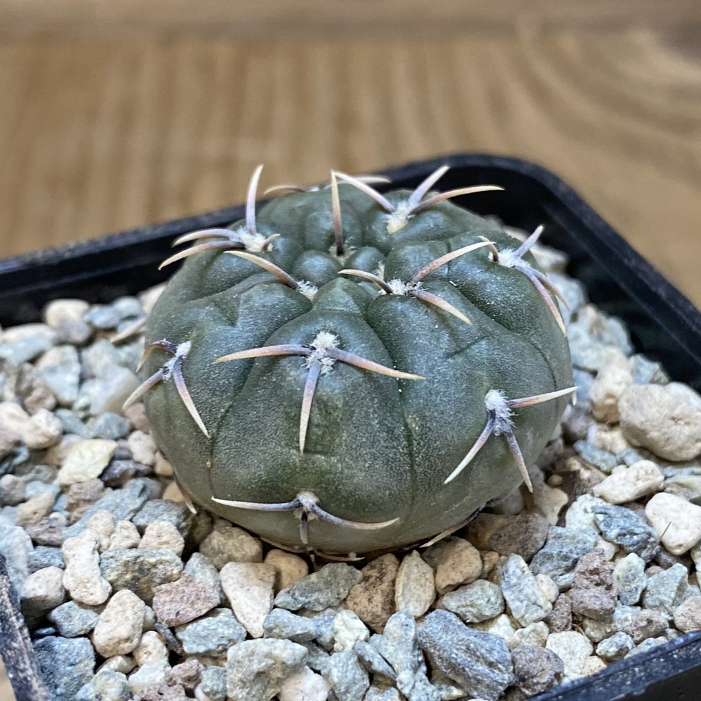 SH26557 Gymnocalycium kieslingii v. castaneum VG 201 - Image 2