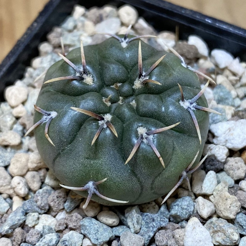 SH26558 Gymnocalycium kieslingii v. castaneum VG 201