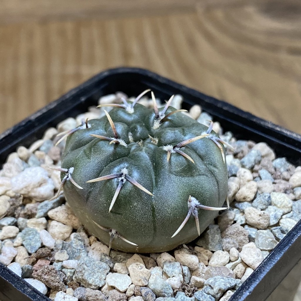 SH26558 Gymnocalycium kieslingii v. castaneum VG 201 - Image 2
