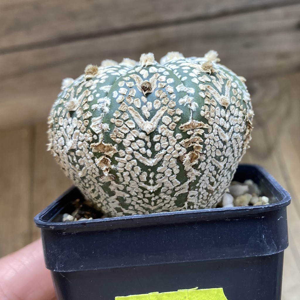 DP26627 Astrophytum asterias ‘Super Kabuto' V-Type - Image 2