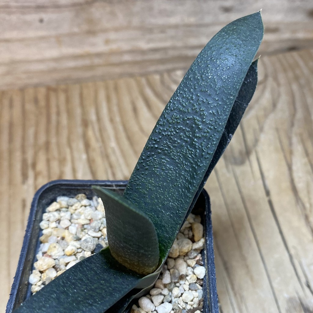 DP26630 Gasteria - Image 2