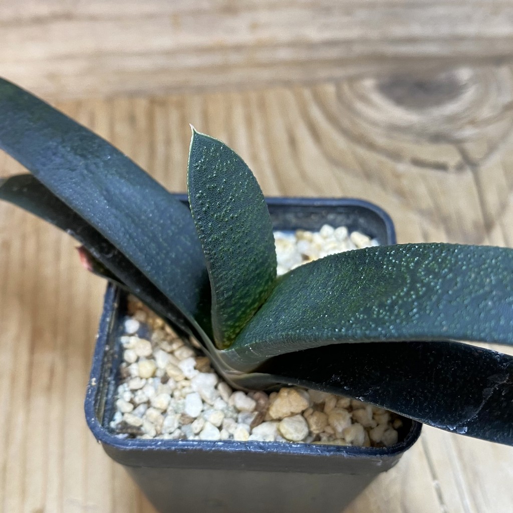 DP26630 Gasteria