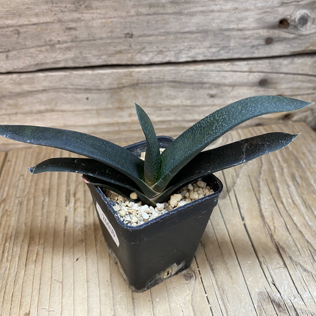 DP26630 Gasteria - Image 3