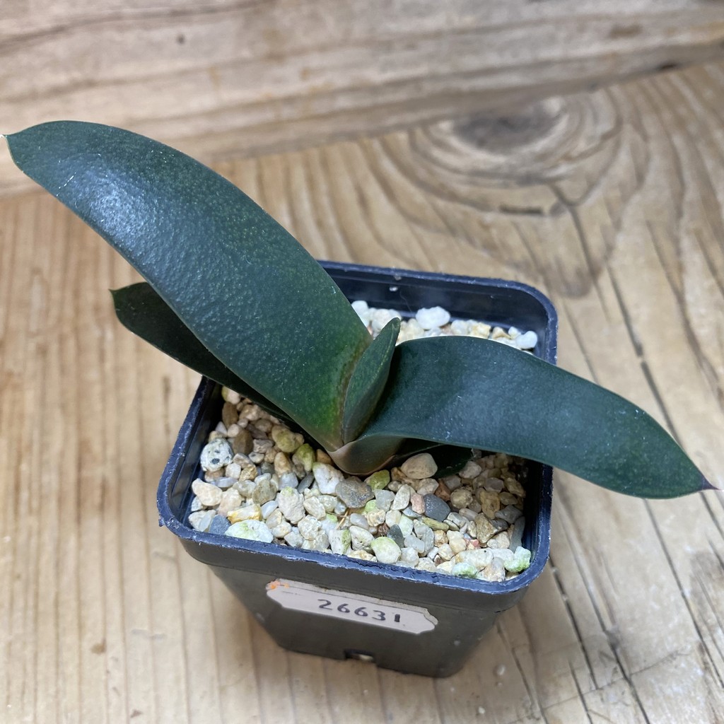 DP26631 Gasteria - Image 2