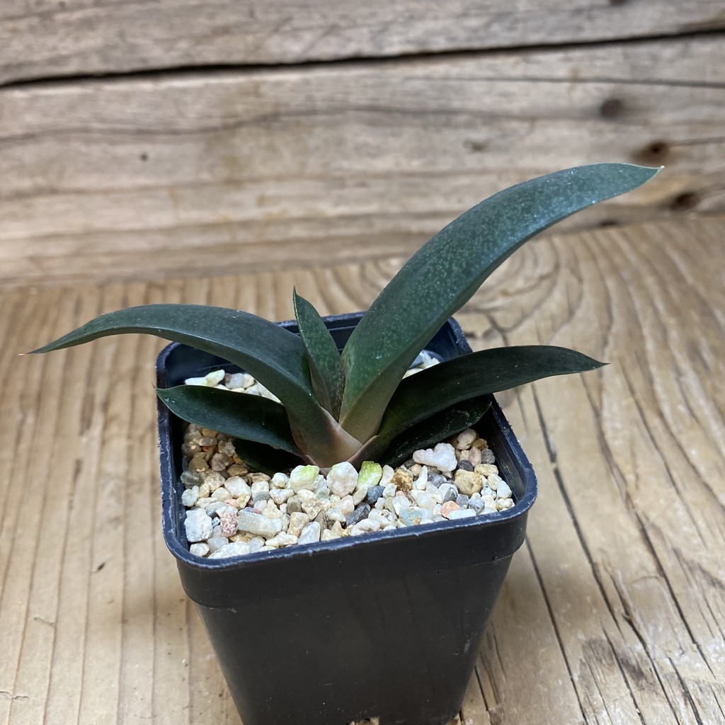 DP26631 Gasteria - Image 3