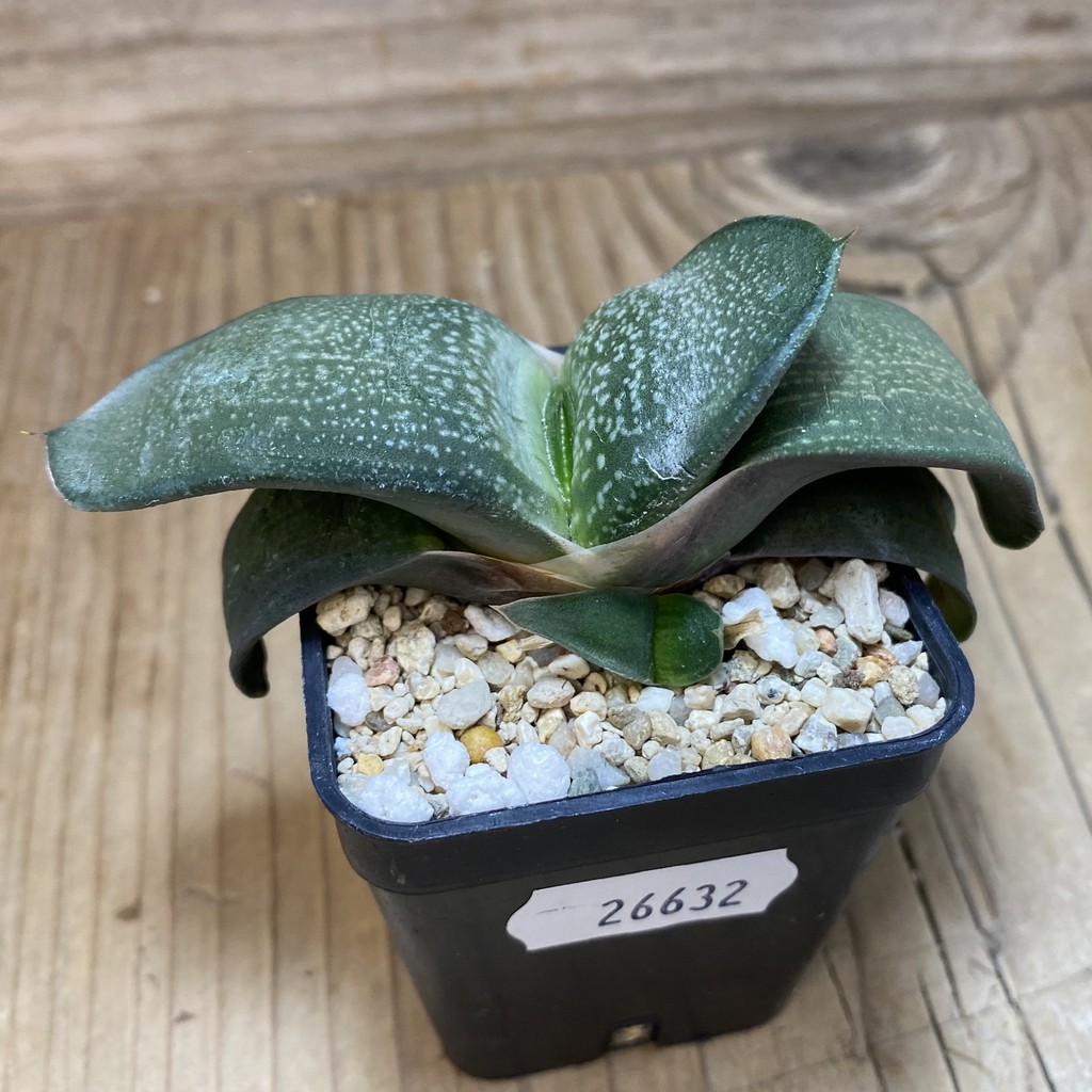 DP26632 Gasteria - Image 2