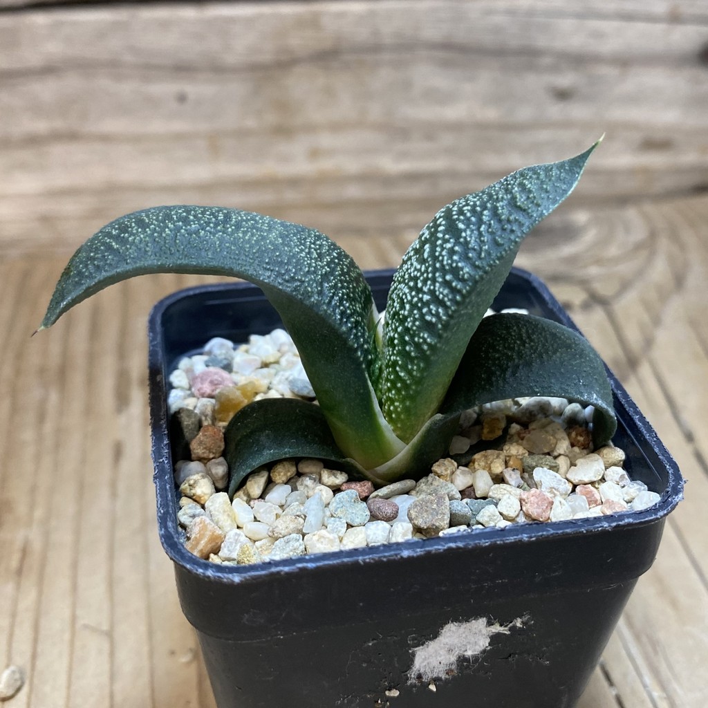 DP26634 Gasteria - Image 2