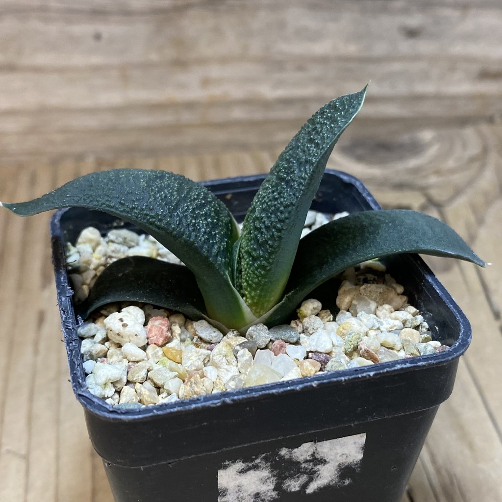 DP26635 Gasteria - Image 2
