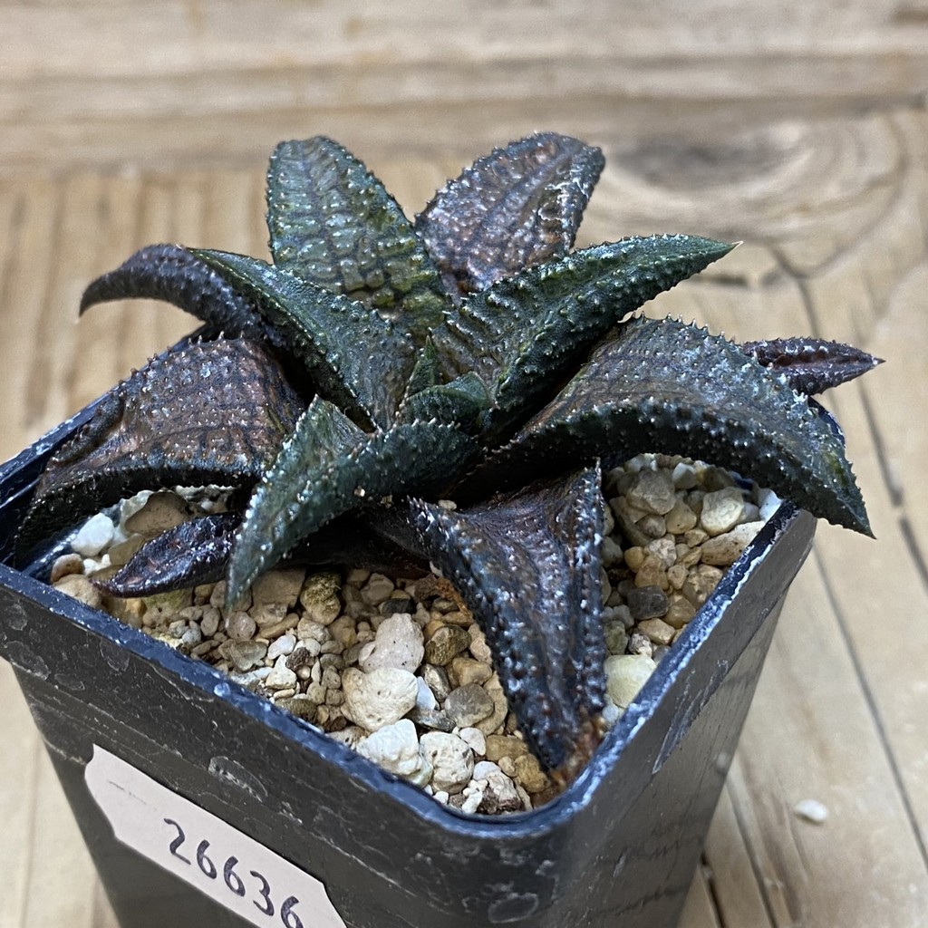 DP26636 Haworthia - Image 2