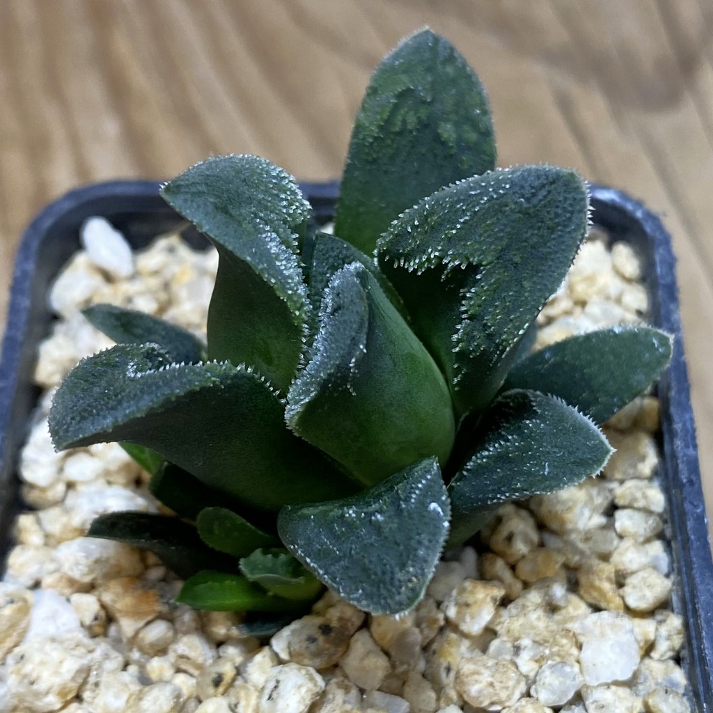DP26638 Haworthia - Image 2