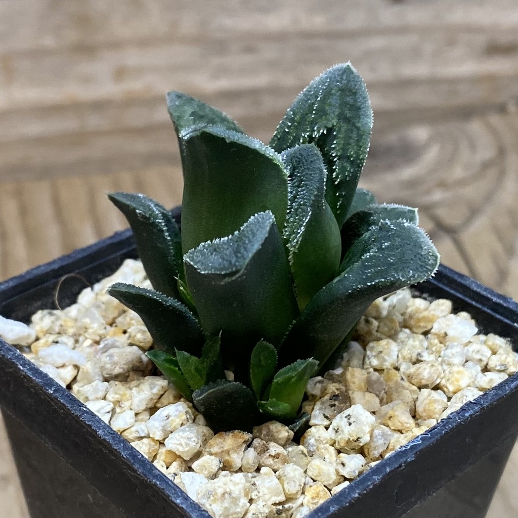 DP26638 Haworthia - Image 3