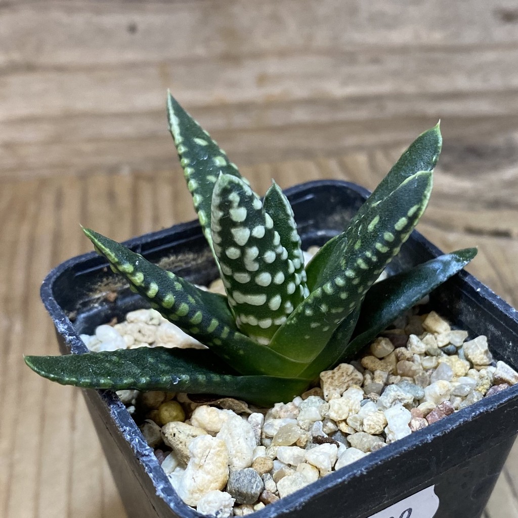 DP26639 Haworthia - Image 2