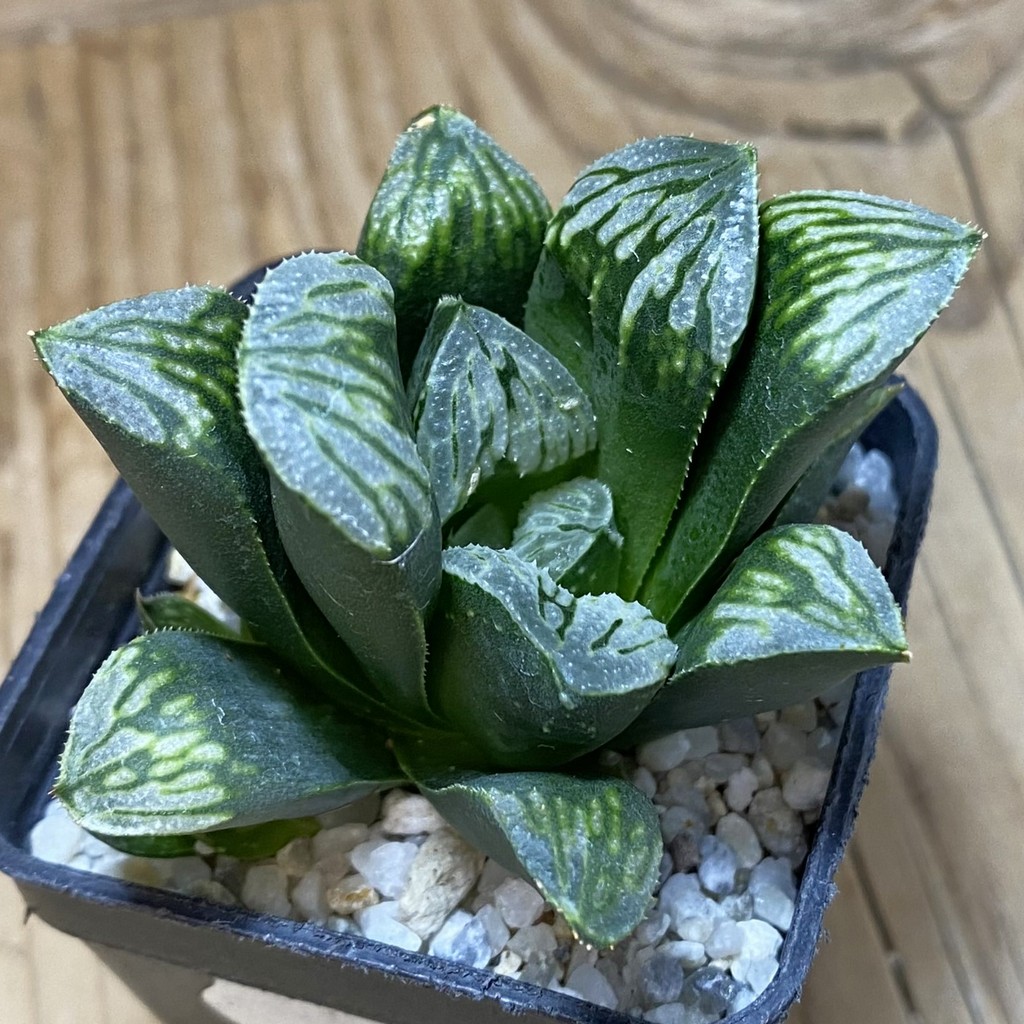 DP26640 Haworthia