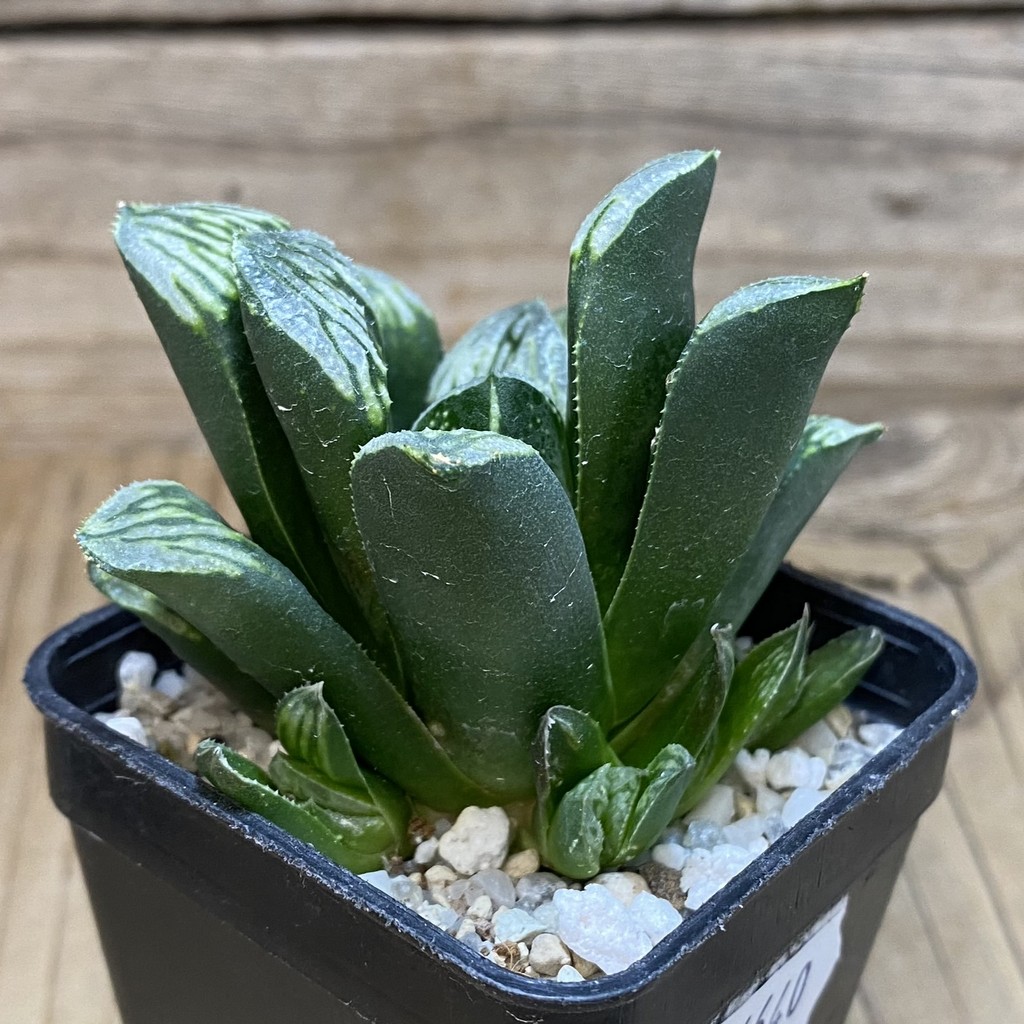 DP26640 Haworthia - Image 2