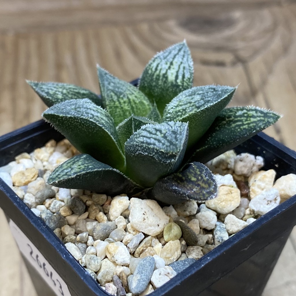 DP26643 Haworthia - Image 2