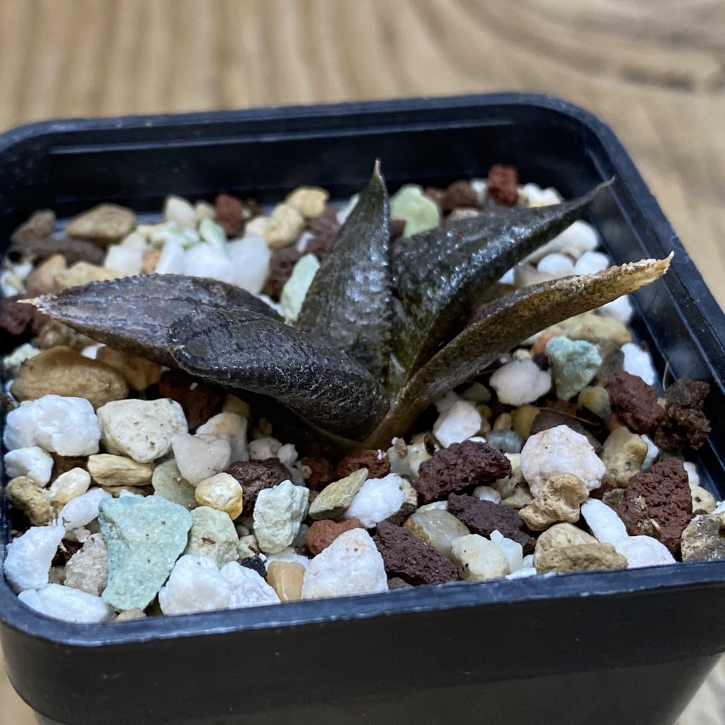 DP26644 Haworthia - Image 2