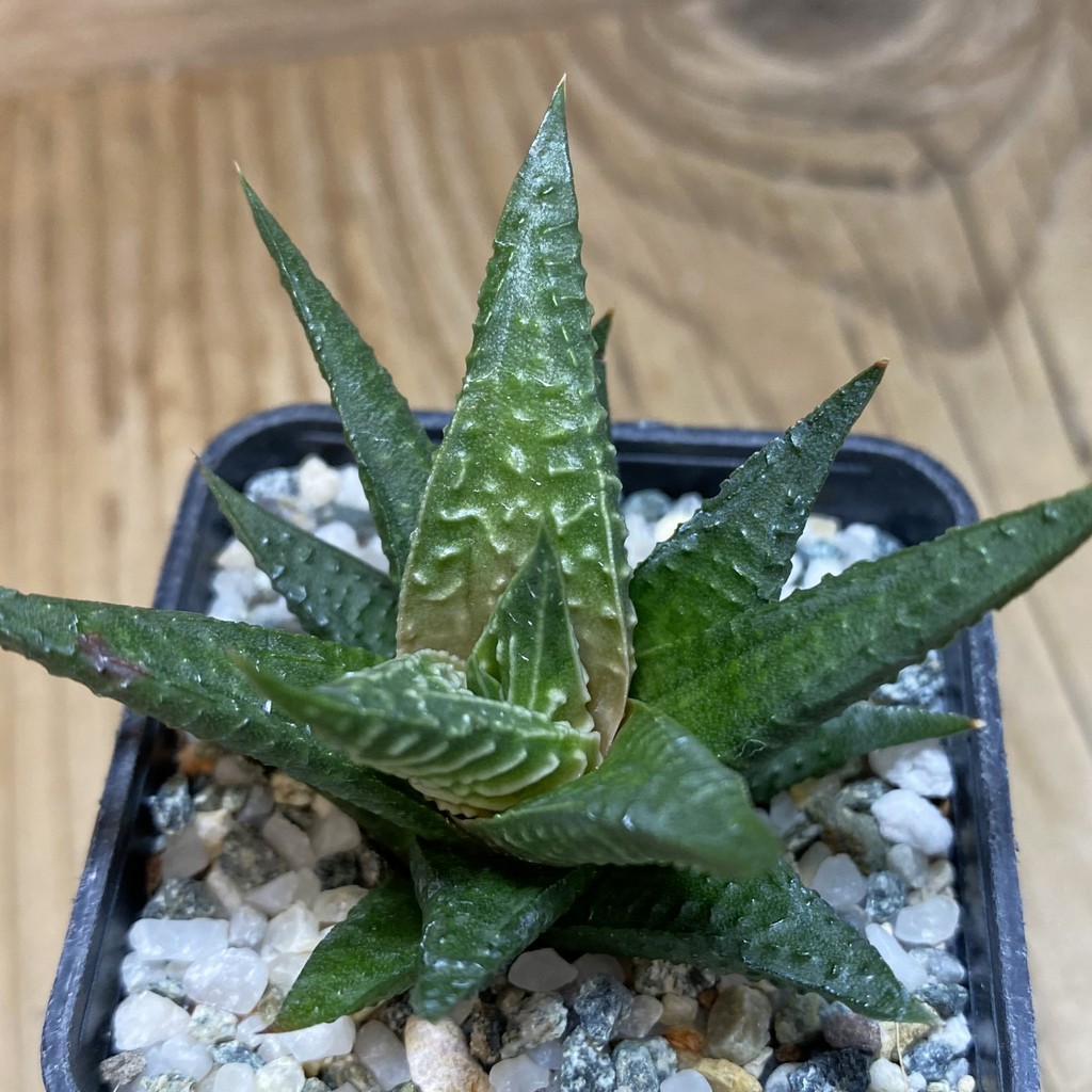 DP26647 Haworthia - Image 2