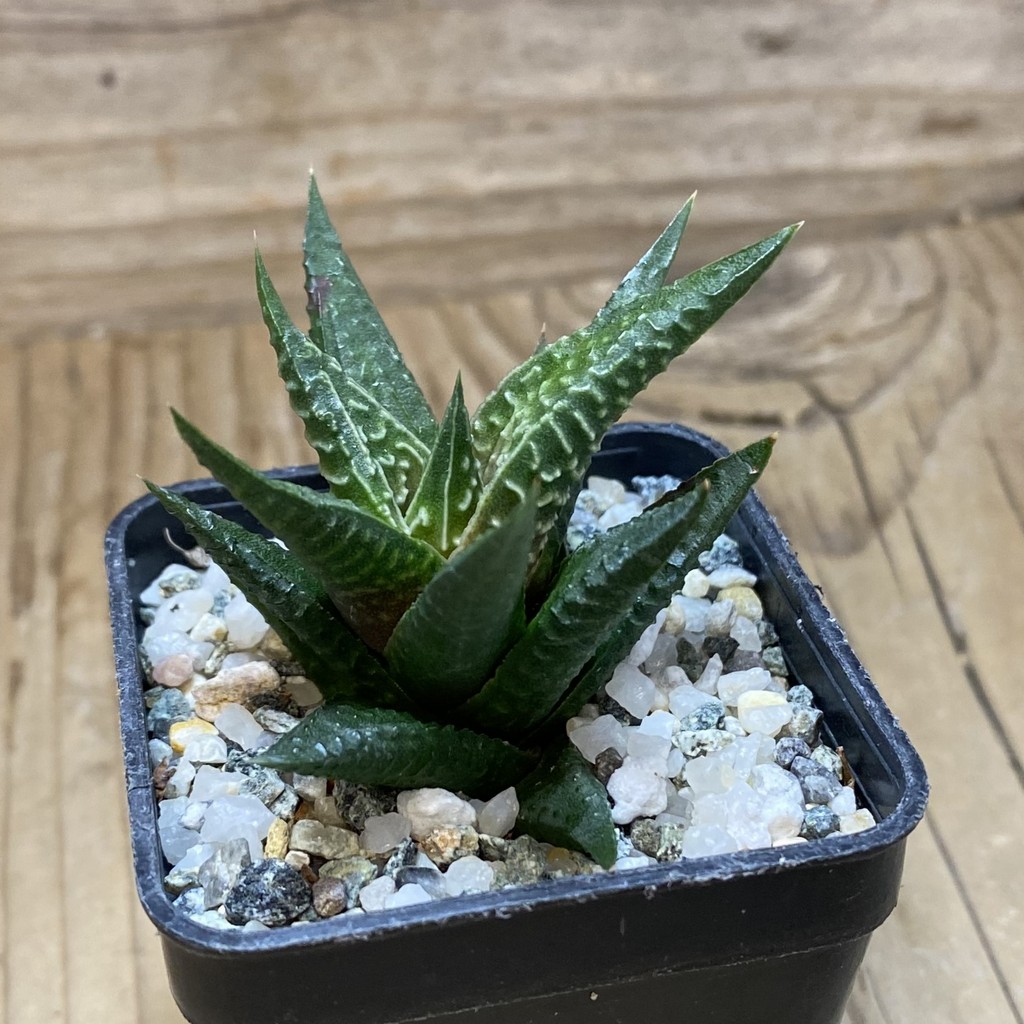 DP26647 Haworthia - Image 3