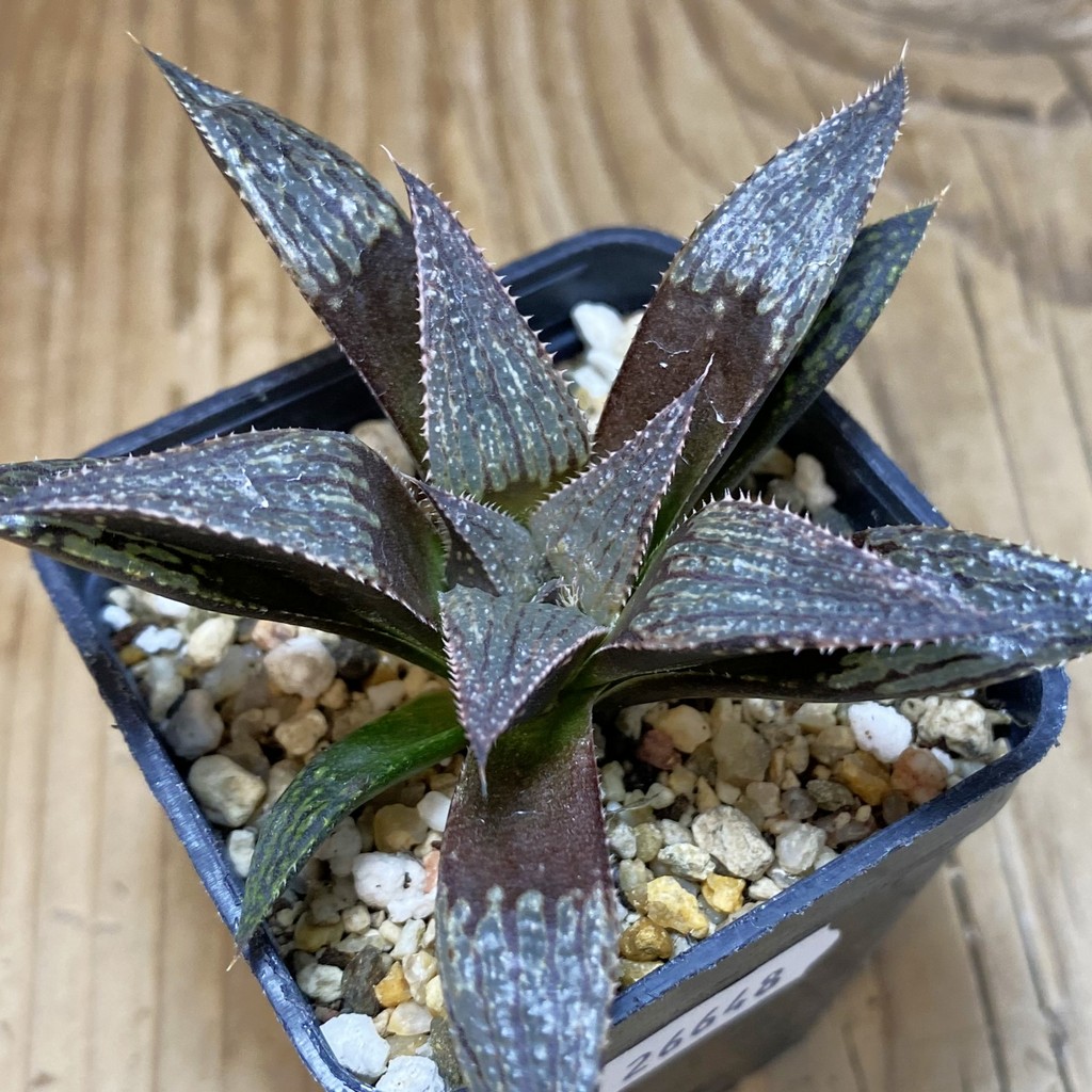 DP26648 Haworthia