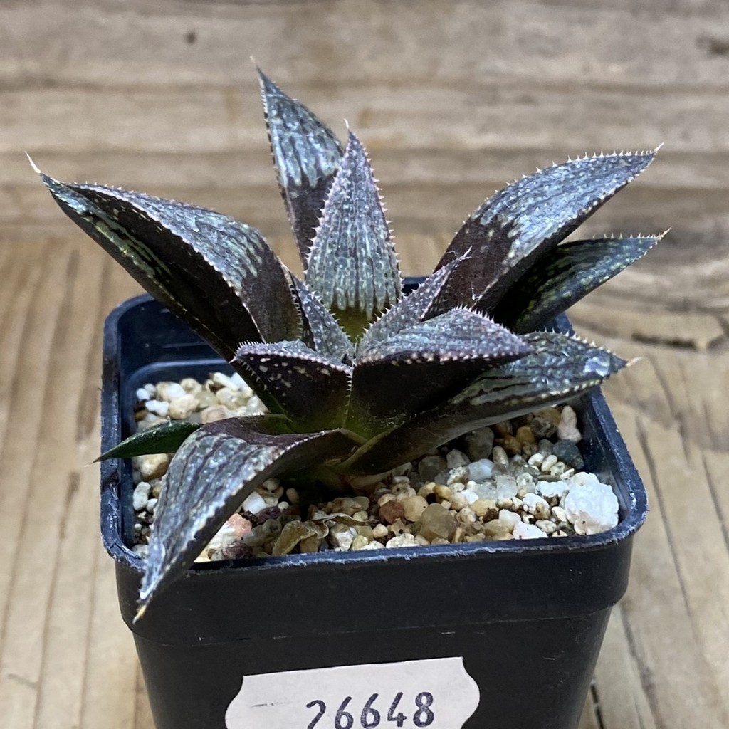DP26648 Haworthia - Image 2