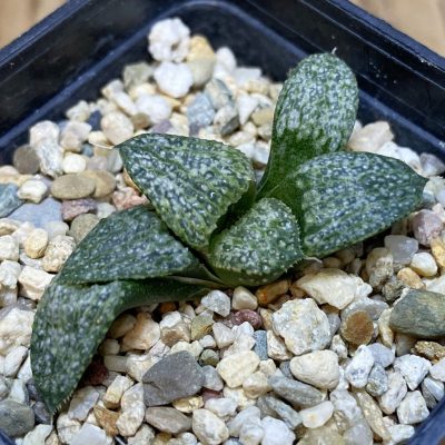 DP26651 Haworthia