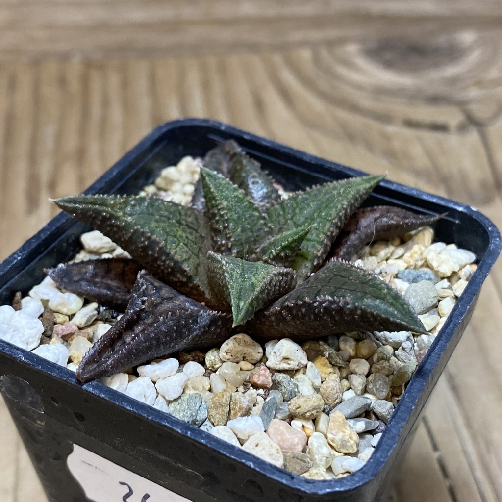 DP26652 Haworthia - Image 2
