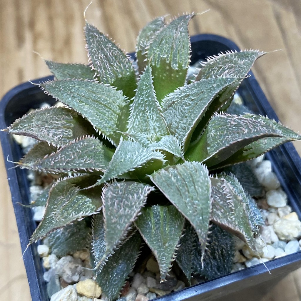 DP26653 Haworthia
