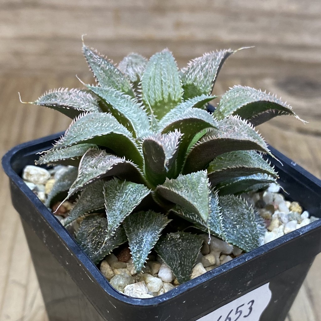 DP26653 Haworthia - Image 2